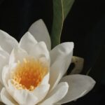 Aquatic Therapy - Water Lily Flower Blooming